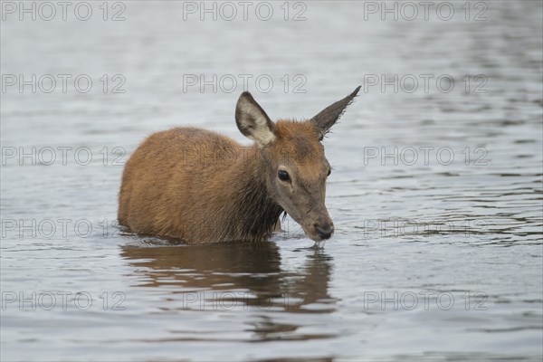 Red deer (Cervus elaphus) juvenile fawn drinking in a lake, Surrey, England, United Kingdom, Europe