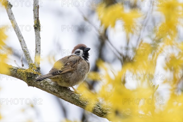 House sparrow (passer domesticus) on a branch of a forsythia, Hesse, Germany, Europe