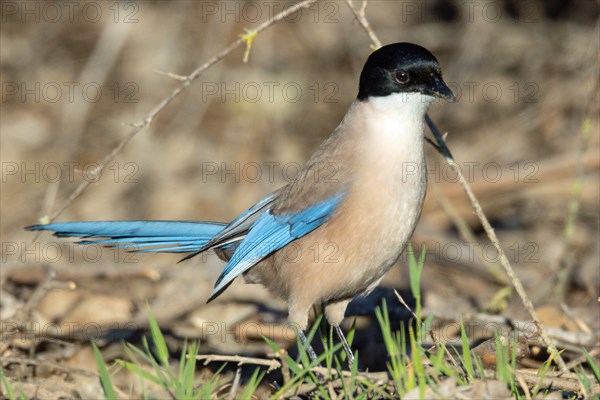 Blue magpie