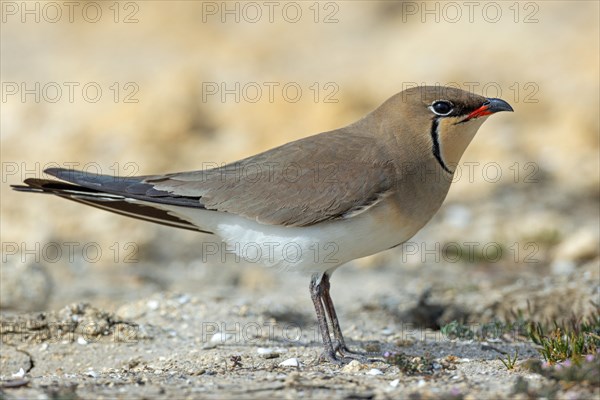 Red-winged Pratincole