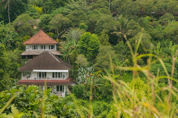 Landscape with houses in jungle near Campuhan ridge walk, Bali, Indonesia, track on the hill with grass, large trees, jungle and rice fields. Travel, tropical, Ubud, Asia