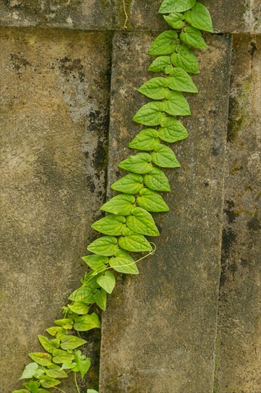Climbing plant with green leaves on concrete wall. Background, sunny day at tropical park, selective focus, copy space
