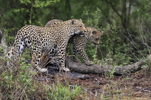 Leopard (Panthera pardus), adult with young, observed, social behaviour, Sabi Sand Game Reserve, Kruger NP, Kruger National Park, South Africa, Africa