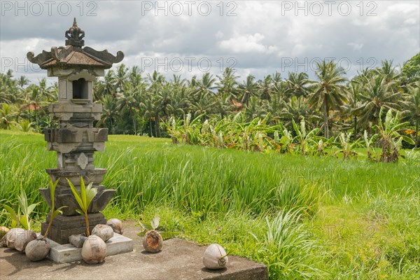 Altar with coconuts on rice fields in countryside, Ubud, Bali, Indonesia, green grass, large trees, jungle and cloudy sky. Travel, tropical, agriculture, Asia