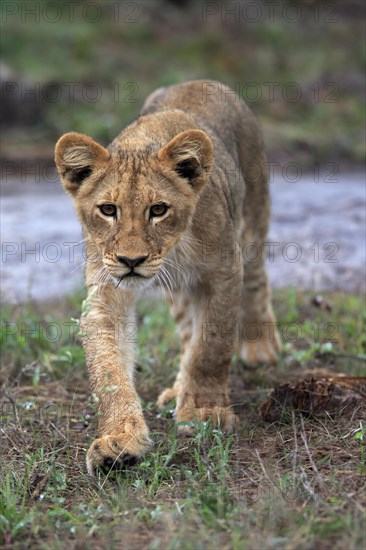 Lion (Panthera leo), young, stalking, alert, Sabi Sand Game Reserve, Kruger National Park, Kruger National Park, South Africa, Africa