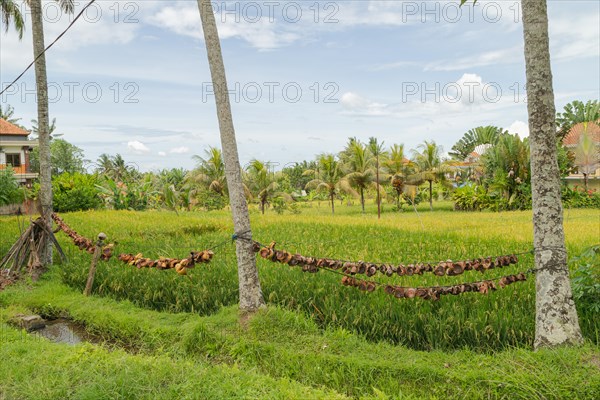 Rice fields in countryside, Ubud, Bali, Indonesia, green grass, large trees, jungle and cloudy sky. Travel, tropical, agriculture, Asia