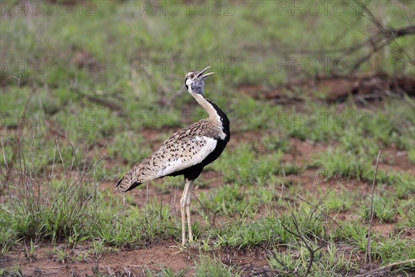 Red-crested Bustard, (Lophotis ruficrista), adult, calling, Kruger National Park, Kruger National Park, South Africa, Africa