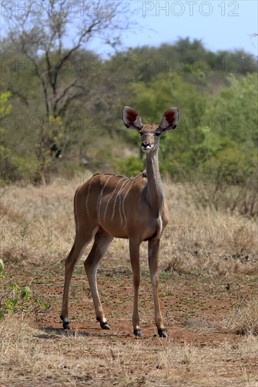 Greater Kudu, zambezi greater kudu (Strepsiceros zambesiensis), adult, female, foraging, Kruger National Park, Kruger National Park, South Africa, Africa