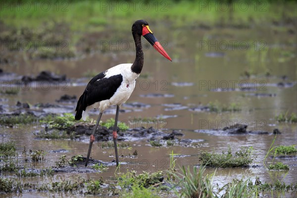 Saddle-billed stork (Ephippiorhynchus senegalensis), adult, foraging, in the water, Kruger National Park, Kruger National Park, South Africa, Africa