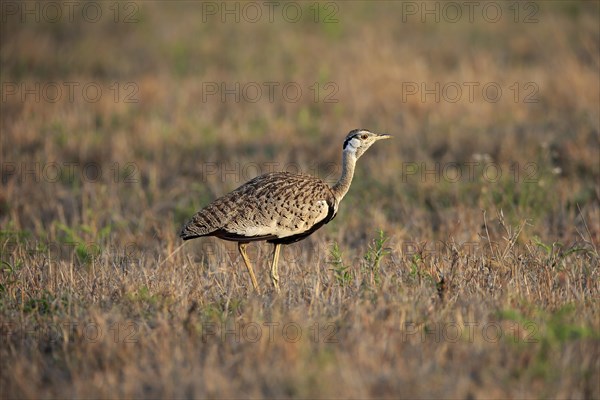 Black-bellied bustard (Lissotis melanogaster), adult, male, foraging, alert, Sabi Sand Game Reserve, Kruger National Park, Kruger National Park, South Africa, Africa