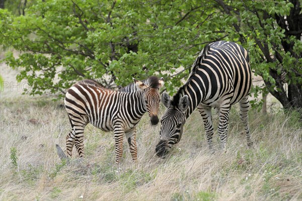 Burchell's zebra (Equus quagga burchelli), adult, female, young animal, mother with young animal, feeding, Kruger National Park, Kruger National Park, South Africa, Africa