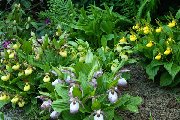 Beautiful orchid flowers of yellow and pink color with green leaves in the garden. Lady's-slipper hybrids. Close up