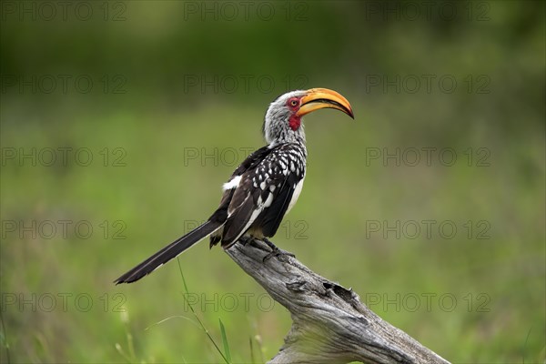 Southern yellow-billed hornbill (Tockus leucomelas), adult, in perch, Kruger National Park, Kruger National Park, South Africa, Africa