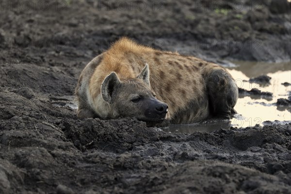 Spotted hyena (Crocuta crocuta), adult, in water, alert, Sabi Sand Game Reserve, Kruger National Park, Kruger National Park, South Africa, Africa