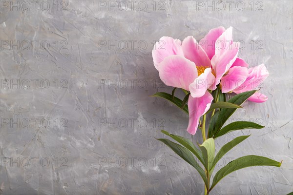 Beautiful peony pink flowers on gray concrete background, flat lay, top view, copy space