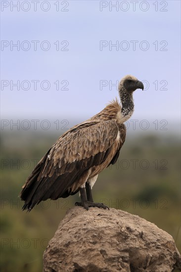 White-backed vulture (Gyps africanus), adult, alert, on rocks, Sabi Sand Game Reserve, Kruger National Park, Kruger National Park, South Africa, Africa