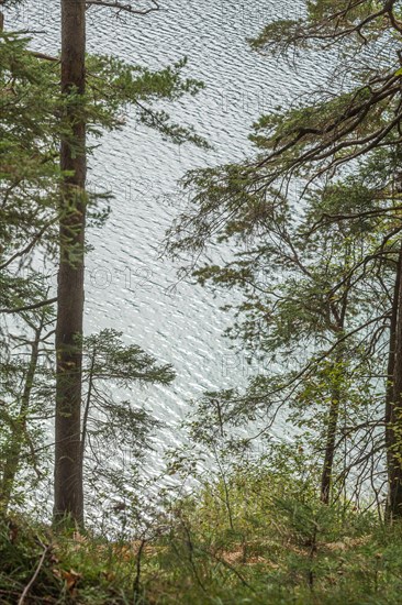 Trees and forest at Lake Eibsee lake, Grainau, Werdenfelser Land, Upper Bavaria, Bavaria, Germany, Europe