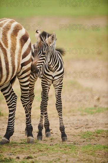 Plains zebra (Equus quagga) foal in the dessert, captive, distribution Africa