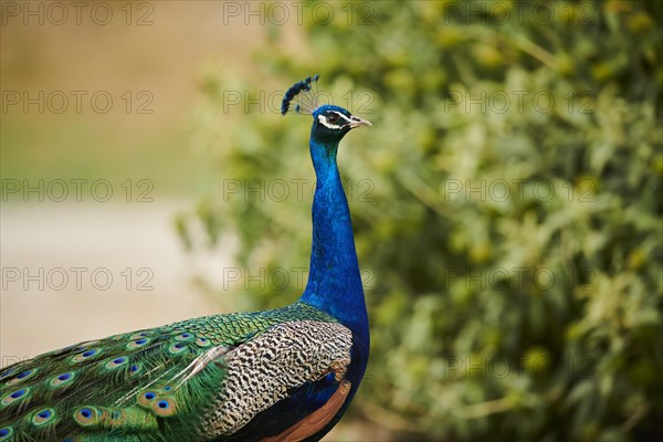 Indian peafowl (Pavo cristatus), portrait, France, Europe