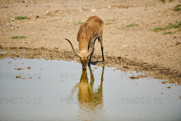 Southern lechwe (Kobus leche) drinking at a waterhole in the dessert, captive, distribution Africa