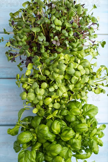 Set of boxes with microgreen sprouts of sunflower, basil, radish on blue wooden background. Top view, flat lay, close up