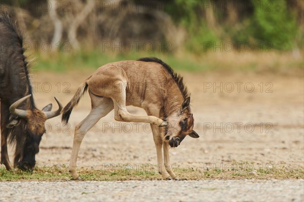 Blue wildebeest (Connochaetes taurinus) youngster in the dessert, captive, distribution Africa