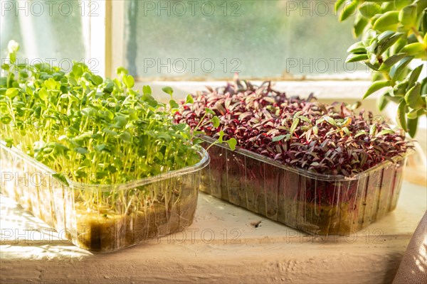 Boxes with microgreen sprouts of rucola and amaranth on white windowsill. Daylight, natural sunlight. Side view, close up, selective focus