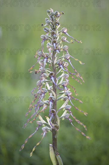 Lizard orchid