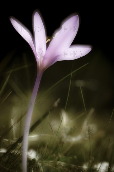 Meadow saffron (Colchicum autumnale) against a dark background Corvara, Dolomites, Italy, Europe