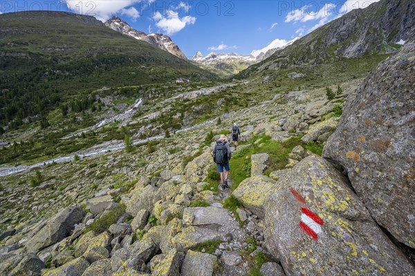 Mountaineers on a hiking trail with blooming alpine roses, rocky mountain peaks and Hornkeesbach near the Berliner Huette, Berliner Hoehenweg, Zillertal Alps, Tyrol, Austria, Europe