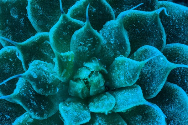 Macro of succulent cactus belonging to the family of Crassulaceae with water droplets photographed through blue filter
