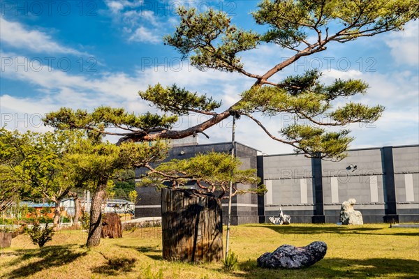 Large piece of petrified tree trunk under branches of evergreen tree in geological park in Gimcheon, South Korea, Asia