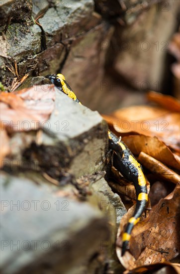 Yellow-black fire salamander (Salamandra salamandra terrestris) climbs well camouflaged on forest floor between stones and old autumn leaves through mountain forest and peeps out from behind boulder, deciduous forest with copper beeches (Fagus sylvatica) or copper beeches, rocks, Ilsetal, Harz National Park, Eastern Harz, Saxony-Anhalt, Germany, Europe