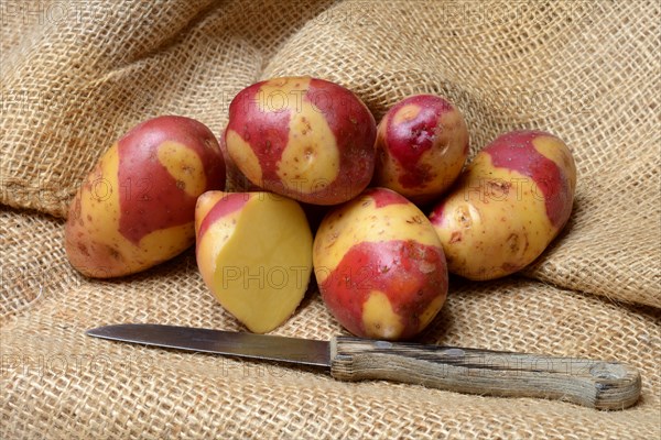 Potatoes of the Celebration variety, rarity
