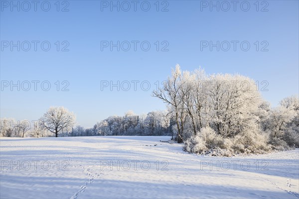 Snowy winter landscape near Polling an der Ammer. Polling, Paffenwinkel, Upper Bavaria, Germany, Europe