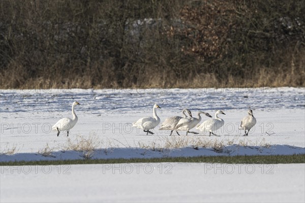 Tundra swans (Cygnus bewickii), Emsland, Lower Saxony, Germany, Europe