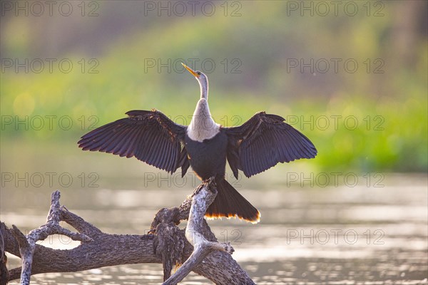 American darter (Anhinga anhinga) Pantanal Brazil