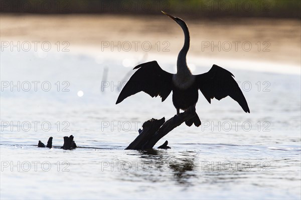 American darter (Anhinga anhinga) Pantanal Brazil