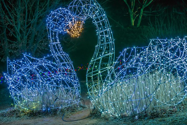 Two swan figurines made of wire and white Christmas lights kissing in a public park in Yeosu, South Korea, Asia