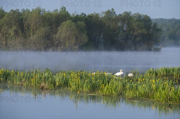 Wetland, wet meadow, water surface, mute swans (Cygnus olor), marsh iris (Iris pseudacorus) in bloom, Barnbruchswiesen and Ilkerbruch nature reserve, Lower Saxony, Germany, Europe