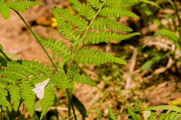 White moth with light brown markings resting on the leaves of a small green plant with a blurred background