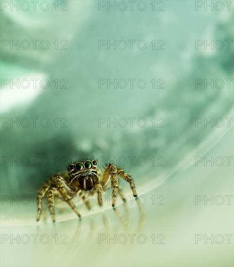 Closeup of tiny jumping spider with big green eyes inside a plastic container that has been blurred out