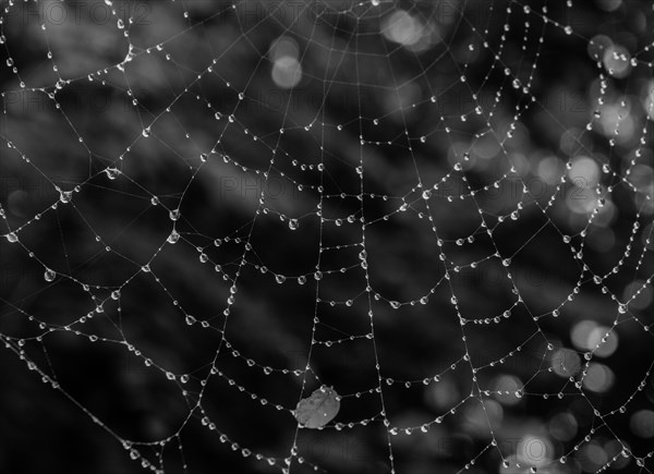 Black and white large spider web covered with water drops glistening against a blurry background