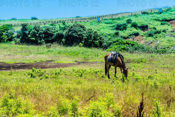 Saddled adult horse grazing in field on sunny day in Udo, South Korea, Asia