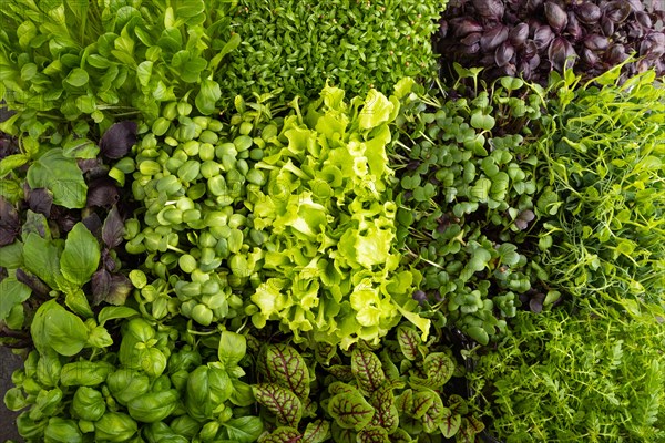 Set of boxes with microgreen sprouts of purple and green basil, sunflower, radish, sorrel, pea, lettuce. Top view, flat lay