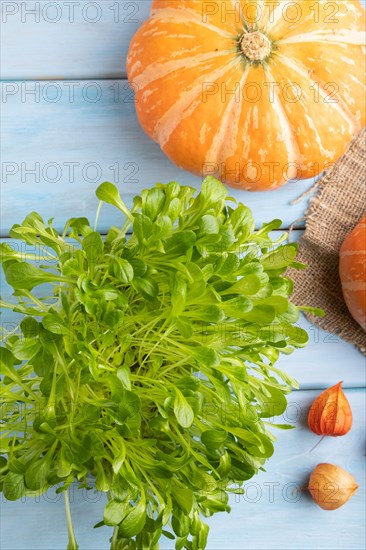 Microgreen sprouts of lettuce with pumpkin on blue wooden background. Top view, flat lay, close up