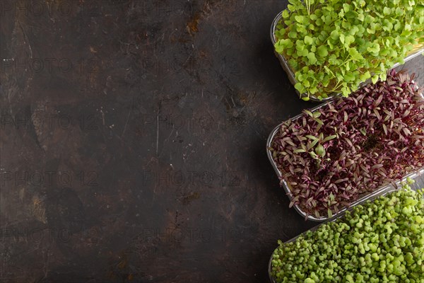 Set of boxes with microgreen sprouts of amaranth, rucola, mustard on black concrete background. Top view, flat lay, copy space