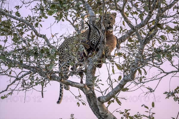 A leopard (Panthera pardus pardus) resting on a branch with a view into the distance, near Lower Sabie Rest Camp, Kruger National Park, South Africa, Africa