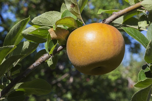 Apple (Malus domestica) tree branch with golden yellow fruit in late summer, Quebec, Canada, North America