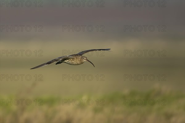 Eurasian curlew (Numenius arquata) adult bird in flight over grassland, Kent, England, United Kingdom, Europe